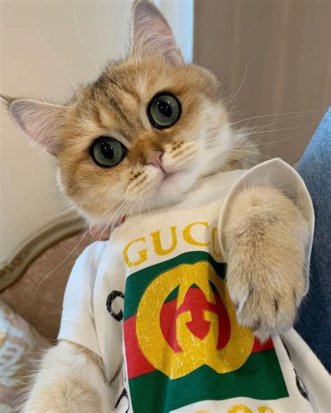 Gucci Cat.